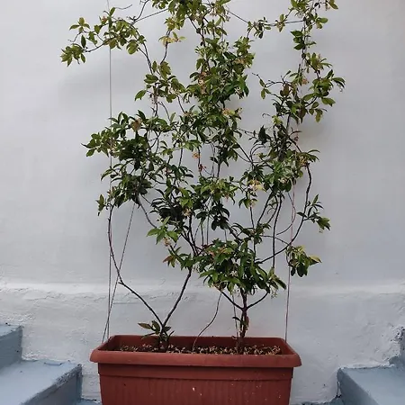 Rafael 3* Ксамил