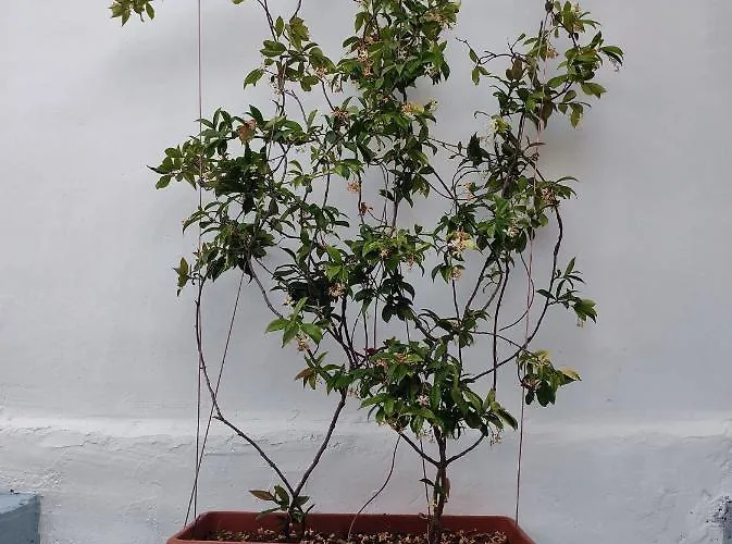 Rafael 3* 卡萨米尔